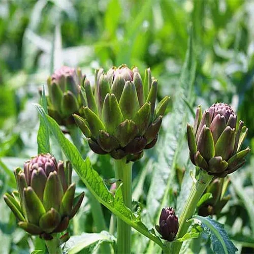 Cynara scolymus or artichoke